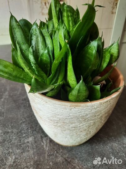 Сансевиерия ханни