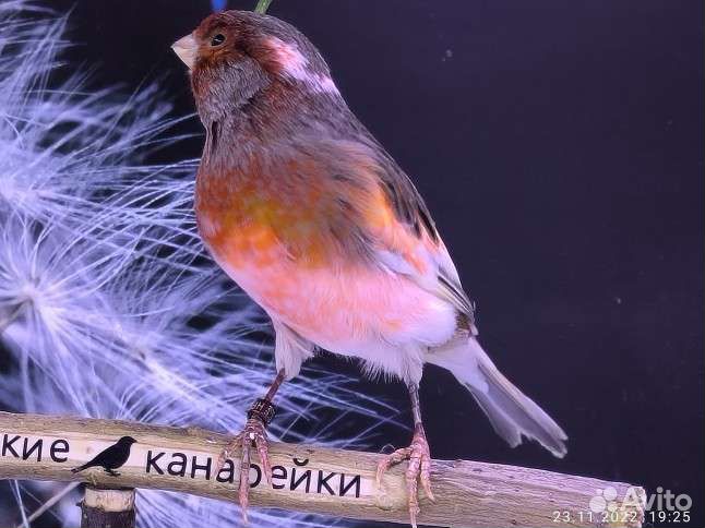 Португальский арлекин