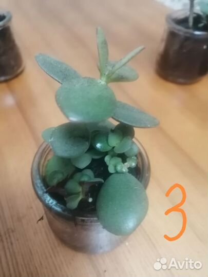 Крассула толстянка денежное