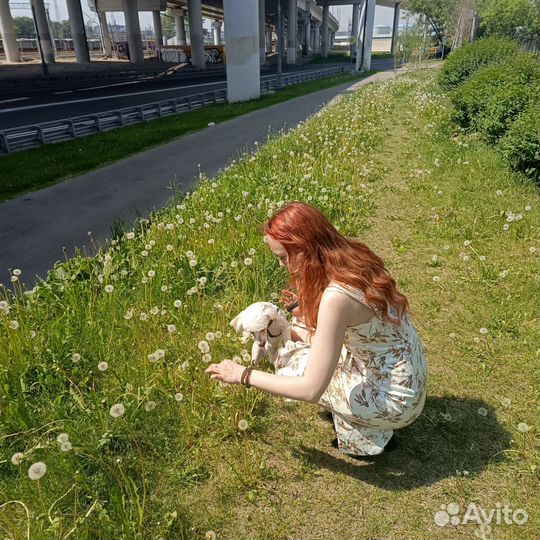 Выгул собак