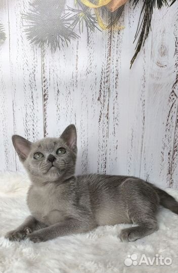 Бурманские мальчики