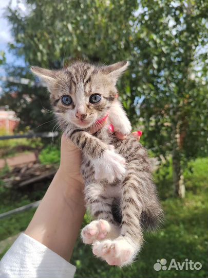Котята
