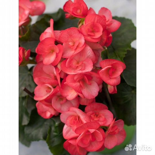 Бегонии элатиор