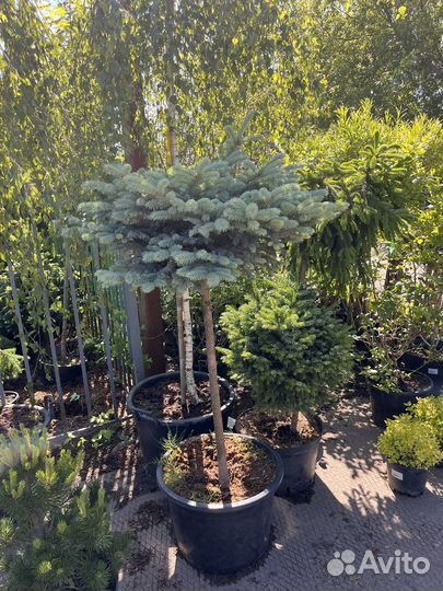 Хвойные деревья