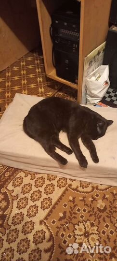 Отдам бесплатно животные кошки