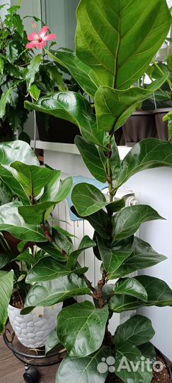 Фикус лирата бамбино