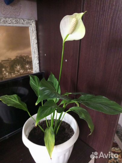 Спатифиллум