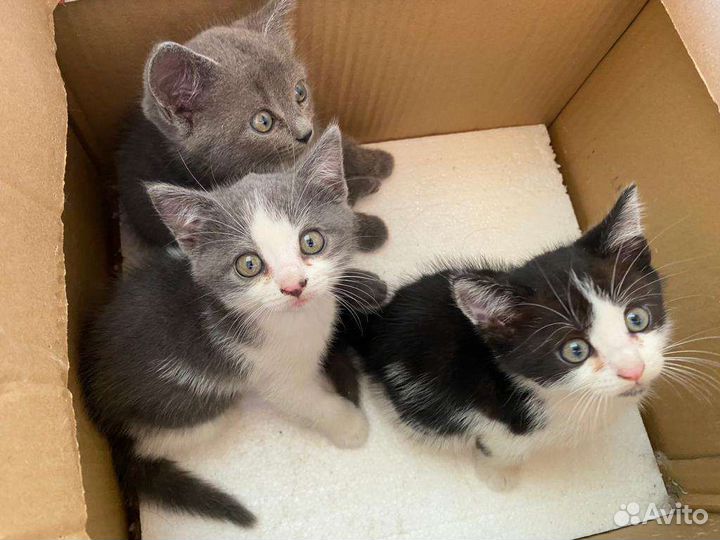 Котята в добрые руки