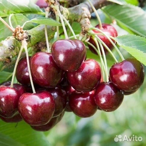 Черешня «Ревна»