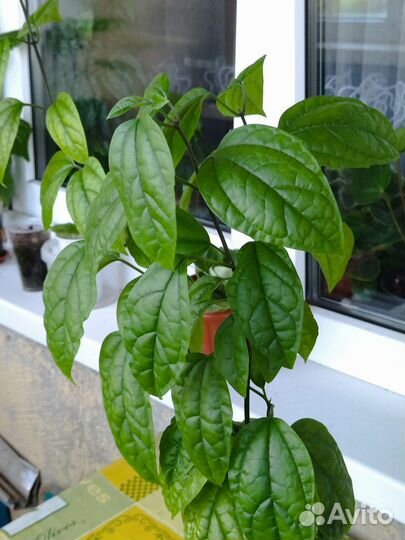 Клеродендрум томпсон