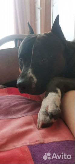 Амстафф вязка