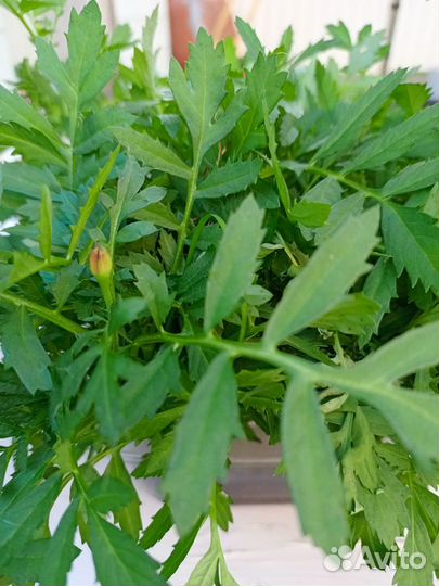 Рассада бархатцев