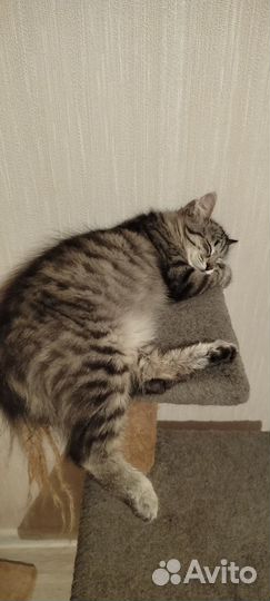 Кошка в дар бесплатно