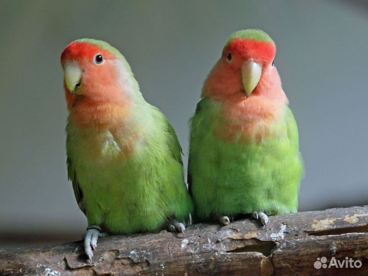 Попугай неразлучники