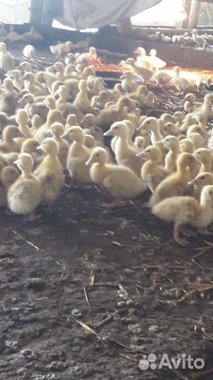 Утята подрощенные