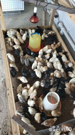 Цыплята от кур несушек