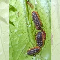 Мокрицы, слизни