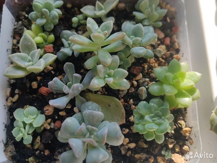 Суккуленты