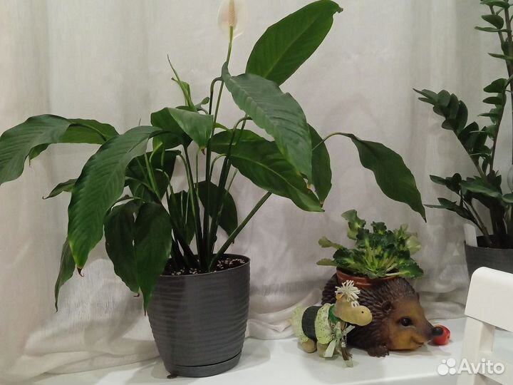 Спатифиллум