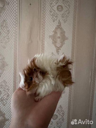 Морская свинка розетка