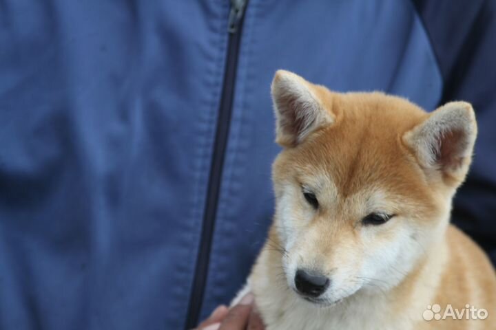Сиба ину шиба