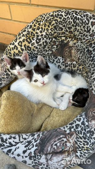 Котята в добрые руки бесплатно