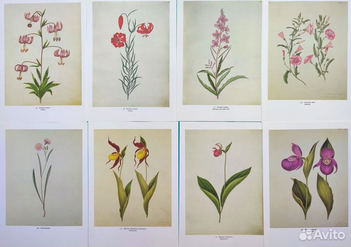 Винтажные ботанические иллюстрации цветы