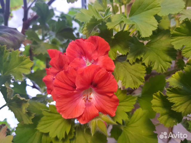 Лечебная пеларгония герань сортовая