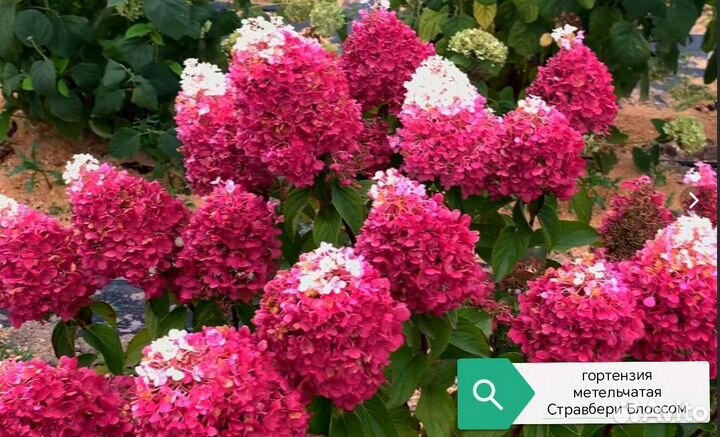 Гортензия Стравбери блосом
