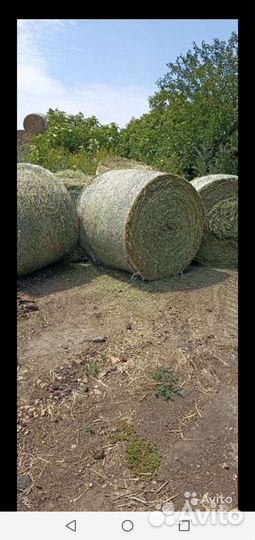 Сено Люцерна и луговое с доставкой по области