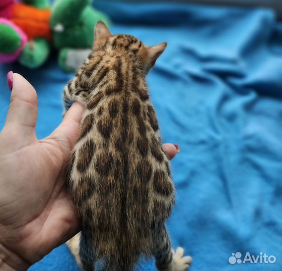 Бенгальская девочка