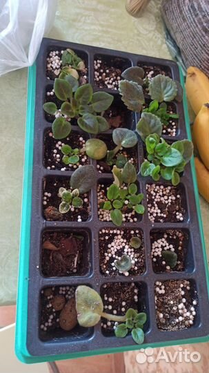 Детки сортовых фиалок мини и полумини