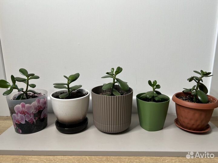 Толстянка Денежное дерево Крассула