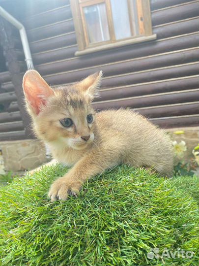 Котик чаузи ф1