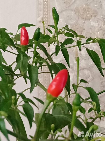 Перец комнатный