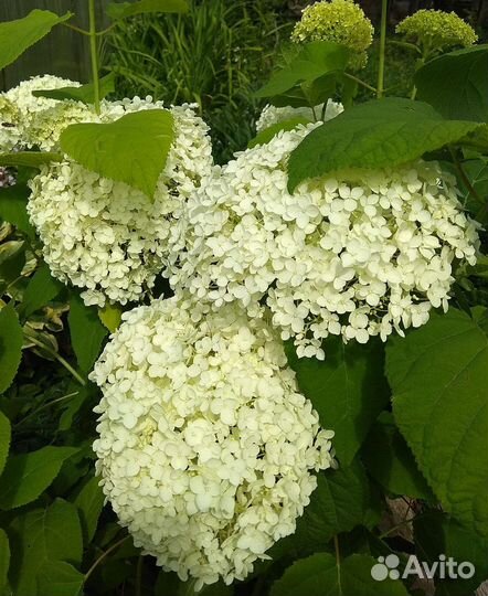 Гортензия