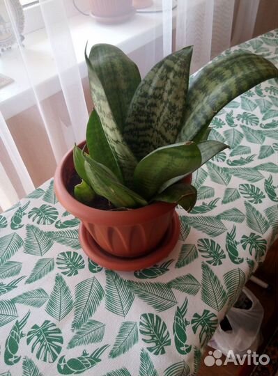 Сансевиерия