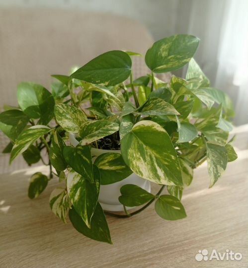 Сциндапсус золотистый