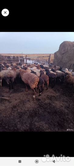 Барана для племени