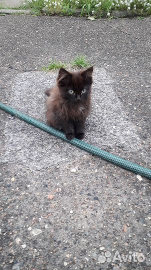 Отдам котенка в добрые руки