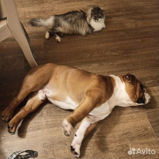 Английский бульдог вязка