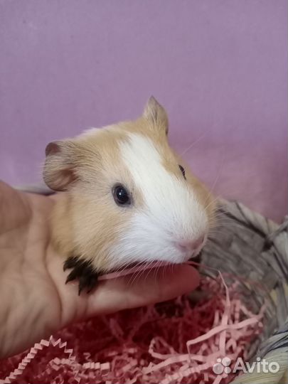 Морские свинки малыши