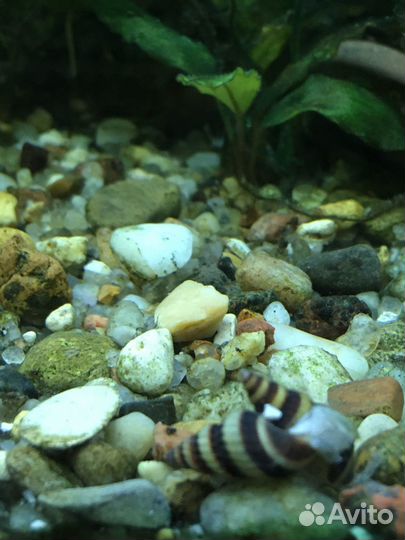 Улитка Хелена