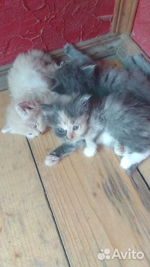 Кошки