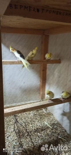 Птенцы попугаев корелл