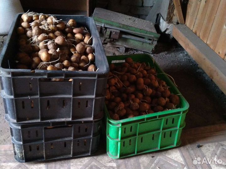 Семенной картофель