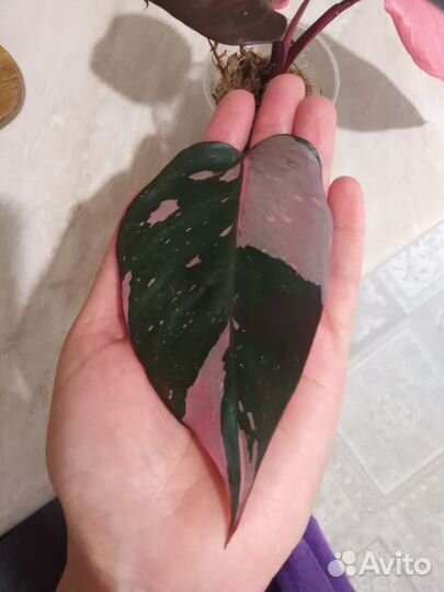 Филандендрон розовая принцесса