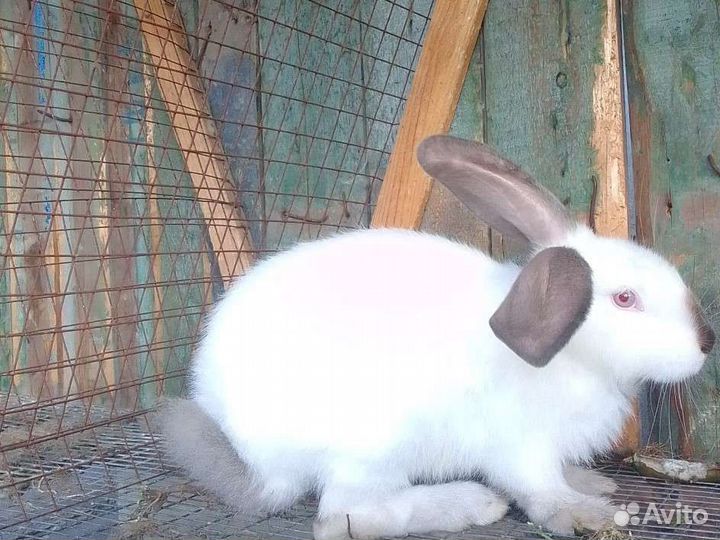 Калифорнийские кролики