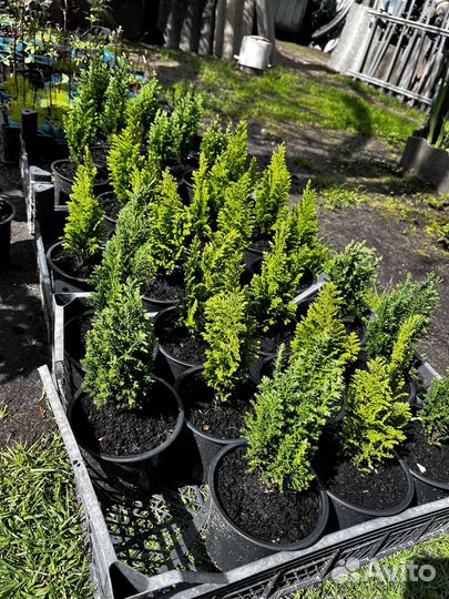 Кипарисовик лавсона