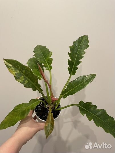 Филодендроны